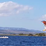 Lire la suite à propos de l’article Pilotage d’un Kiteboat